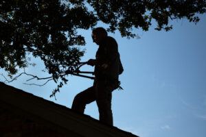 Middle-aged man trimming branches from a crape myrtle tree while standing on roof of house. Color, horizontal, silhouette, room for text.