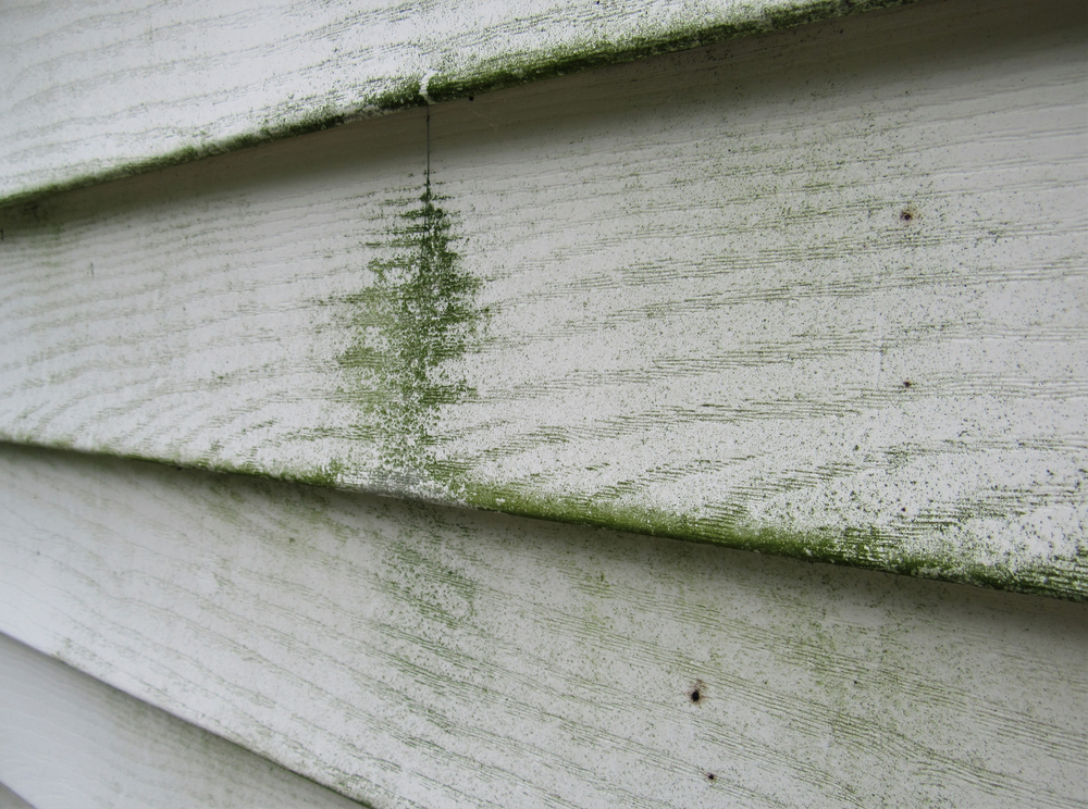 Mold and mildew on the exterior siding of a house